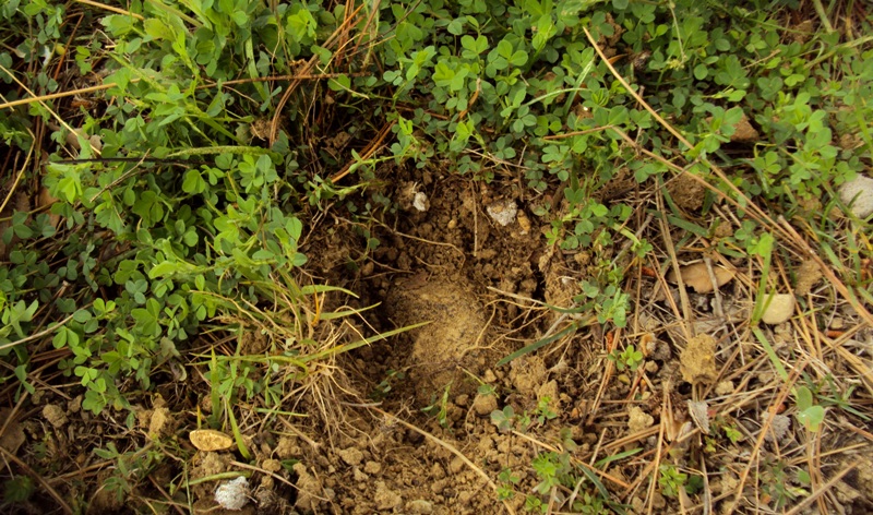 Pensavo di averle viste tutte...  tartufi in giardino!